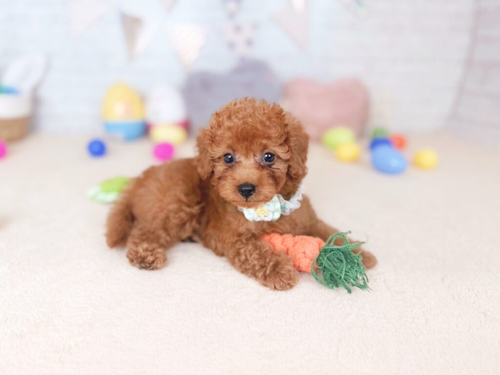 北海道のトイプードル(トイ) (ペットショップだんぼ/2026年7月2日生まれ/男の子/レッド)の子犬の4枚目の画像