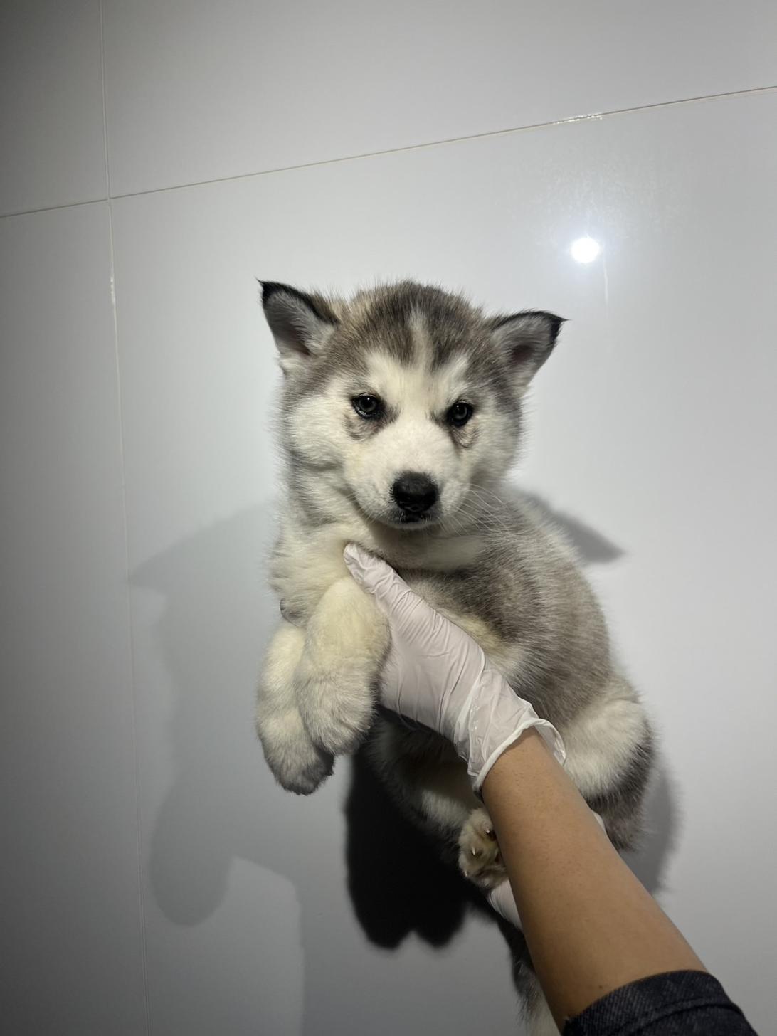 埼玉県のシベリアンハスキー (ペッツスマイル加須インター店/2025年12月26日生まれ/女の子/シルバーホワイト)の子犬の2枚目の画像