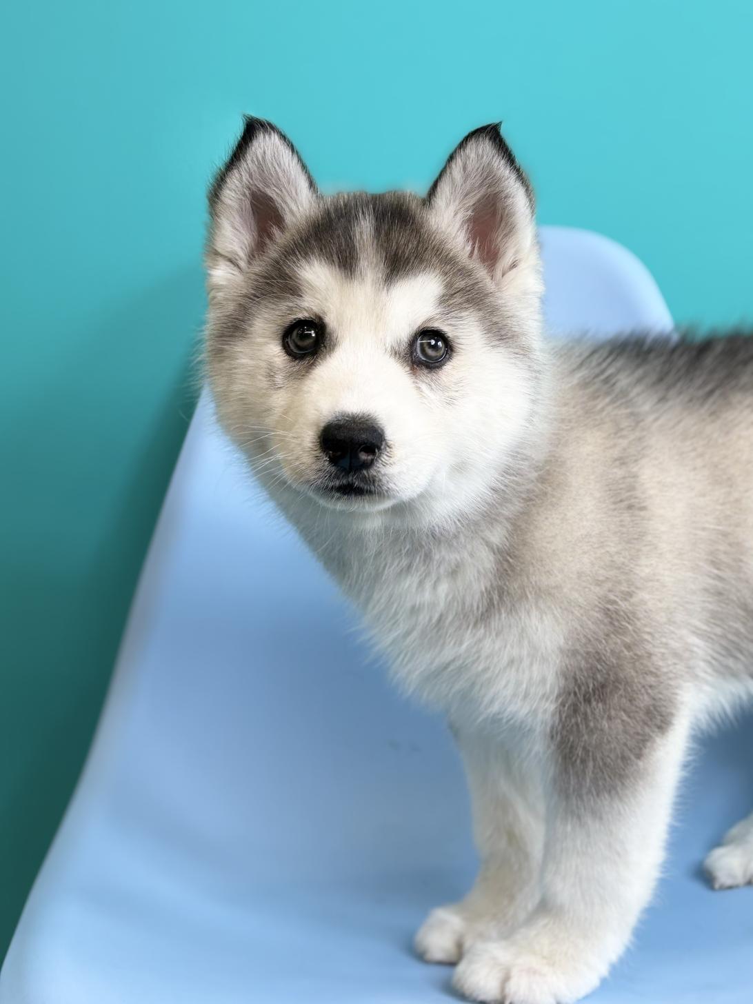 埼玉県のシベリアンハスキー (ペッツスマイル加須インター店/2025年12月26日生まれ/女の子/シルバーホワイト)の子犬の2枚目の画像