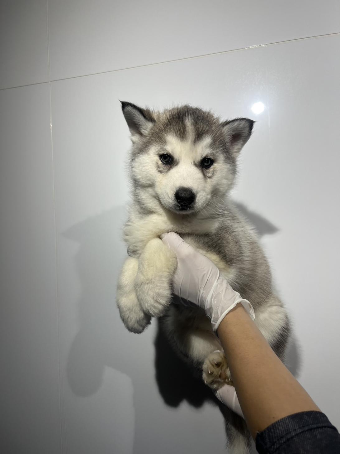 埼玉県のシベリアンハスキー (ペッツスマイル加須インター店/2025年12月26日生まれ/女の子/シルバーホワイト)の子犬の3枚目の画像