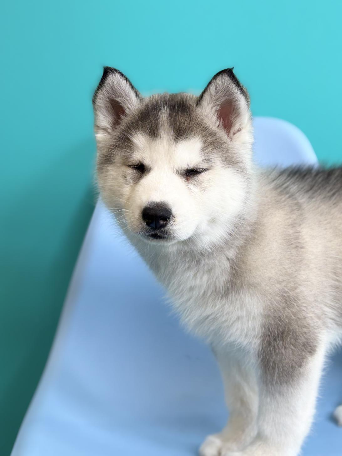 埼玉県のシベリアンハスキー (ペッツスマイル加須インター店/2025年12月26日生まれ/女の子/シルバーホワイト)の子犬の4枚目の画像