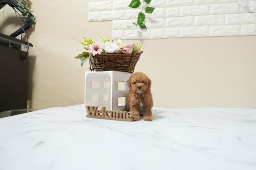 滋賀県のトイプードル(タイニー) (いっぷく湖南店/2026年2月16日生まれ/女の子/レッドフォーン)の子犬の1枚目の画像