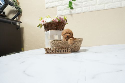 滋賀県のトイプードル(タイニー) (いっぷく湖南店/2026年2月16日生まれ/女の子/レッドフォーン)の子犬の2枚目の画像