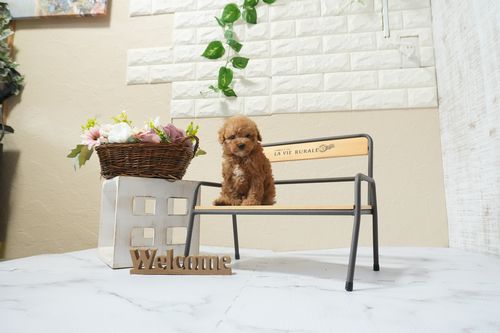 滋賀県のトイプードル(タイニー) (いっぷく湖南店/2026年2月16日生まれ/女の子/レッドフォーン)の子犬の3枚目の画像