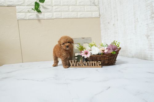 滋賀県のトイプードル(タイニー) (いっぷく湖南店/2026年2月16日生まれ/女の子/レッドフォーン)の子犬の4枚目の画像