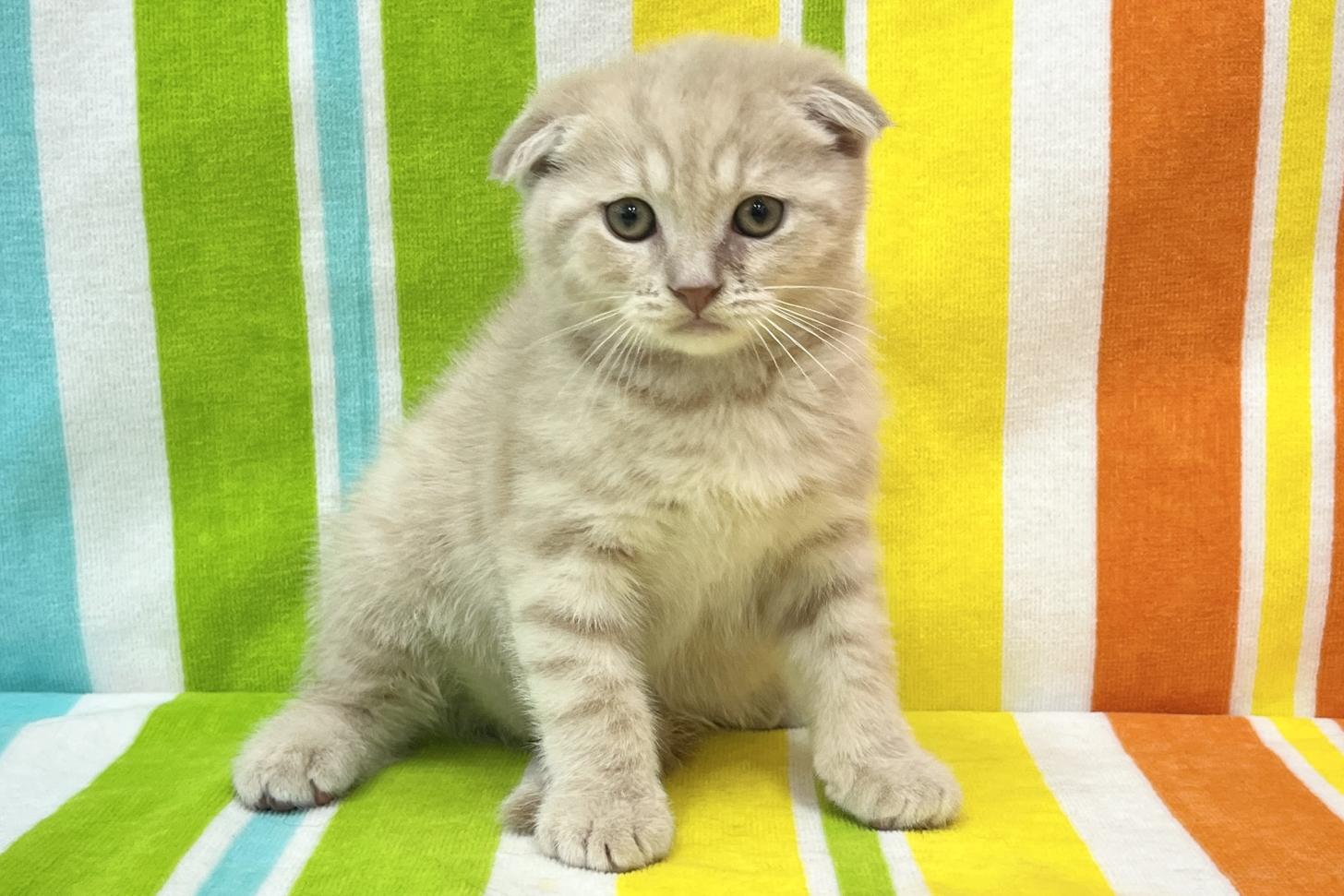 愛知県のスコティッシュフォールド (ハピースペット一宮三条アミーゴ店/2026年1月4日生まれ/男の子/クリーム)の子猫