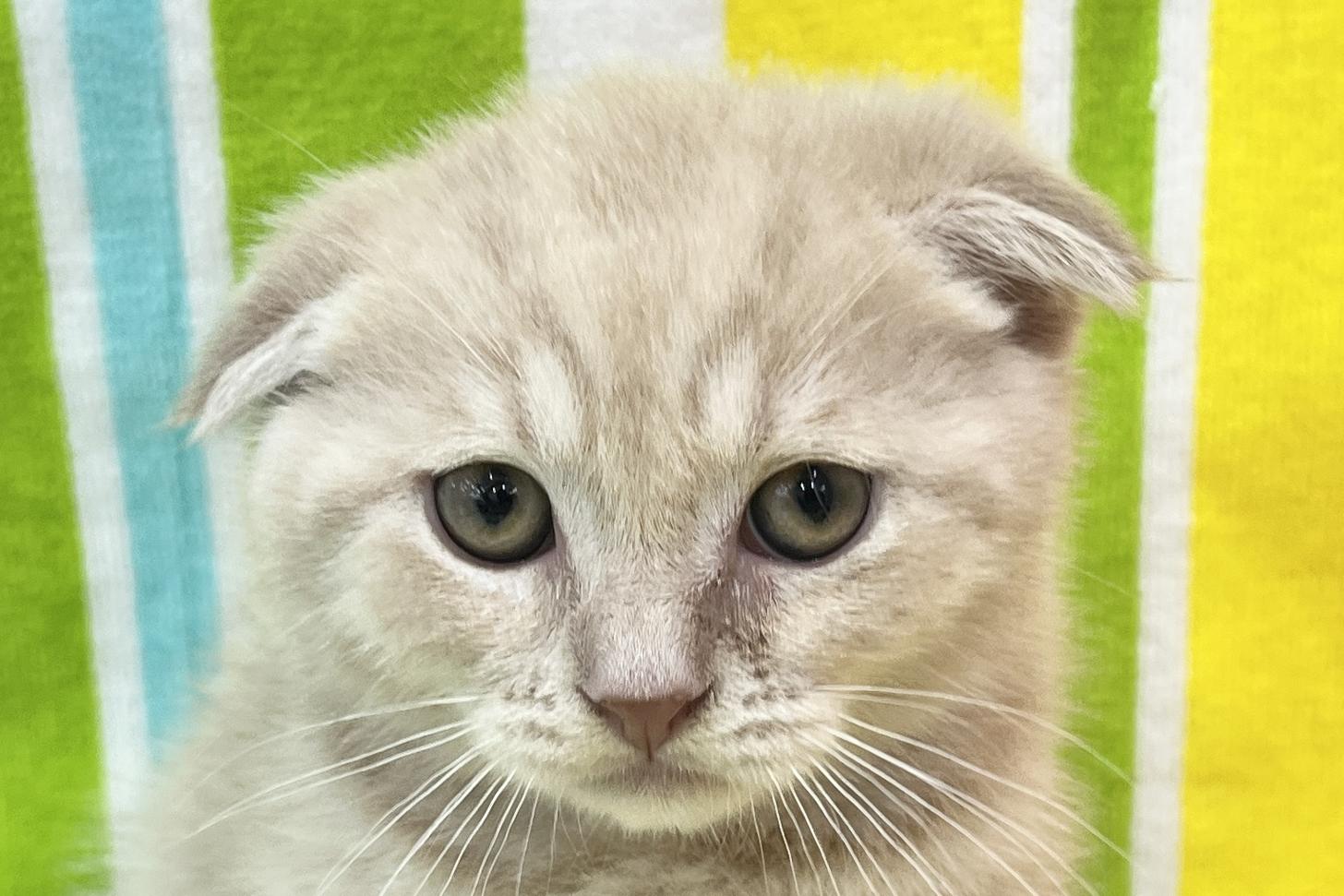 愛知県のスコティッシュフォールド (ハピースペット一宮三条アミーゴ店/2026年1月4日生まれ/男の子/クリーム)の子猫の2枚目の画像