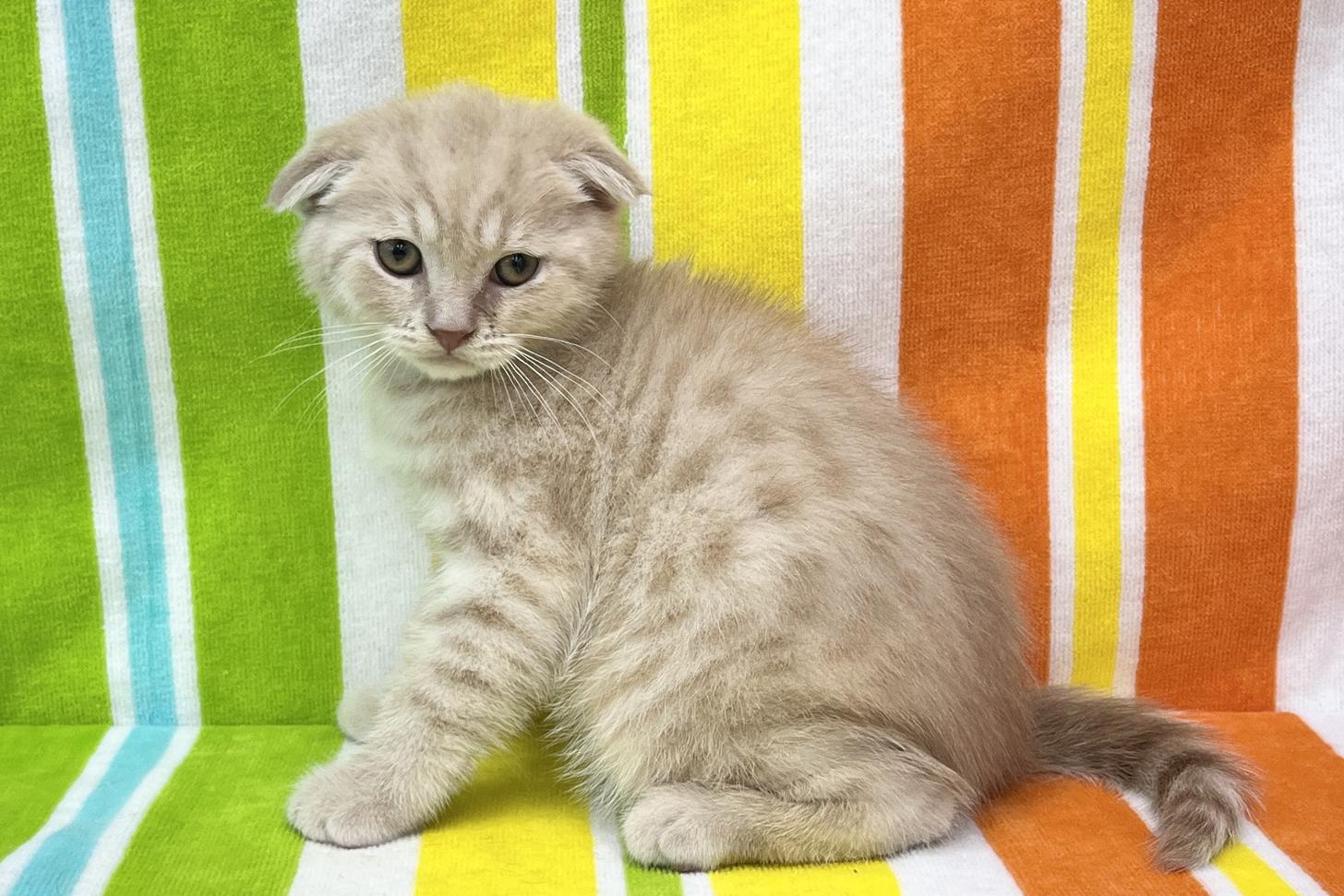 愛知県のスコティッシュフォールド (ハピースペット一宮三条アミーゴ店/2026年1月4日生まれ/男の子/クリーム)の子猫の3枚目の画像