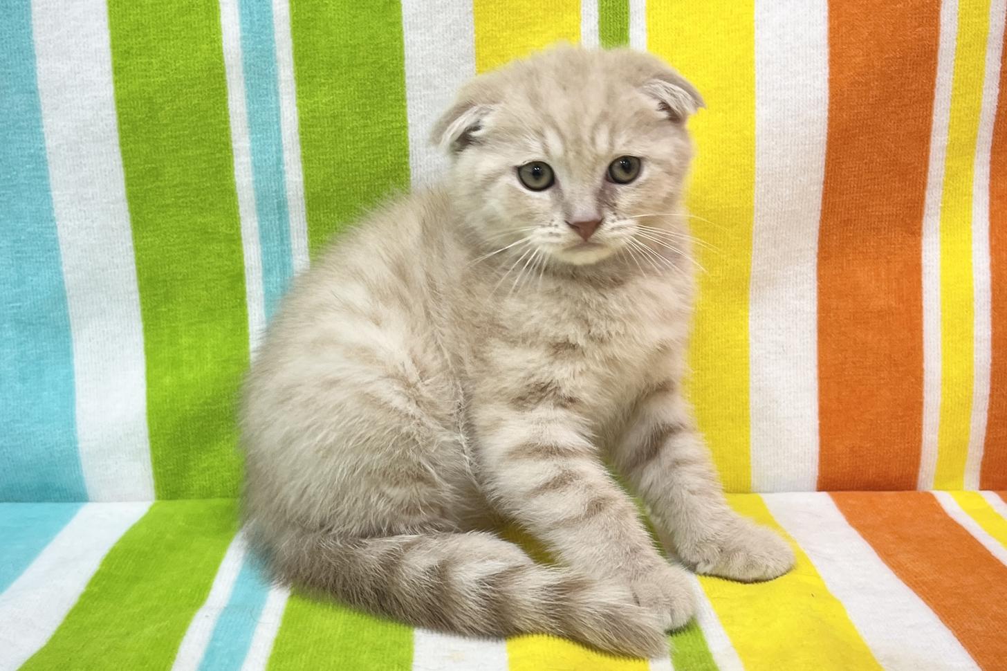 愛知県のスコティッシュフォールド (ハピースペット一宮三条アミーゴ店/2026年1月4日生まれ/男の子/クリーム)の子猫の4枚目の画像