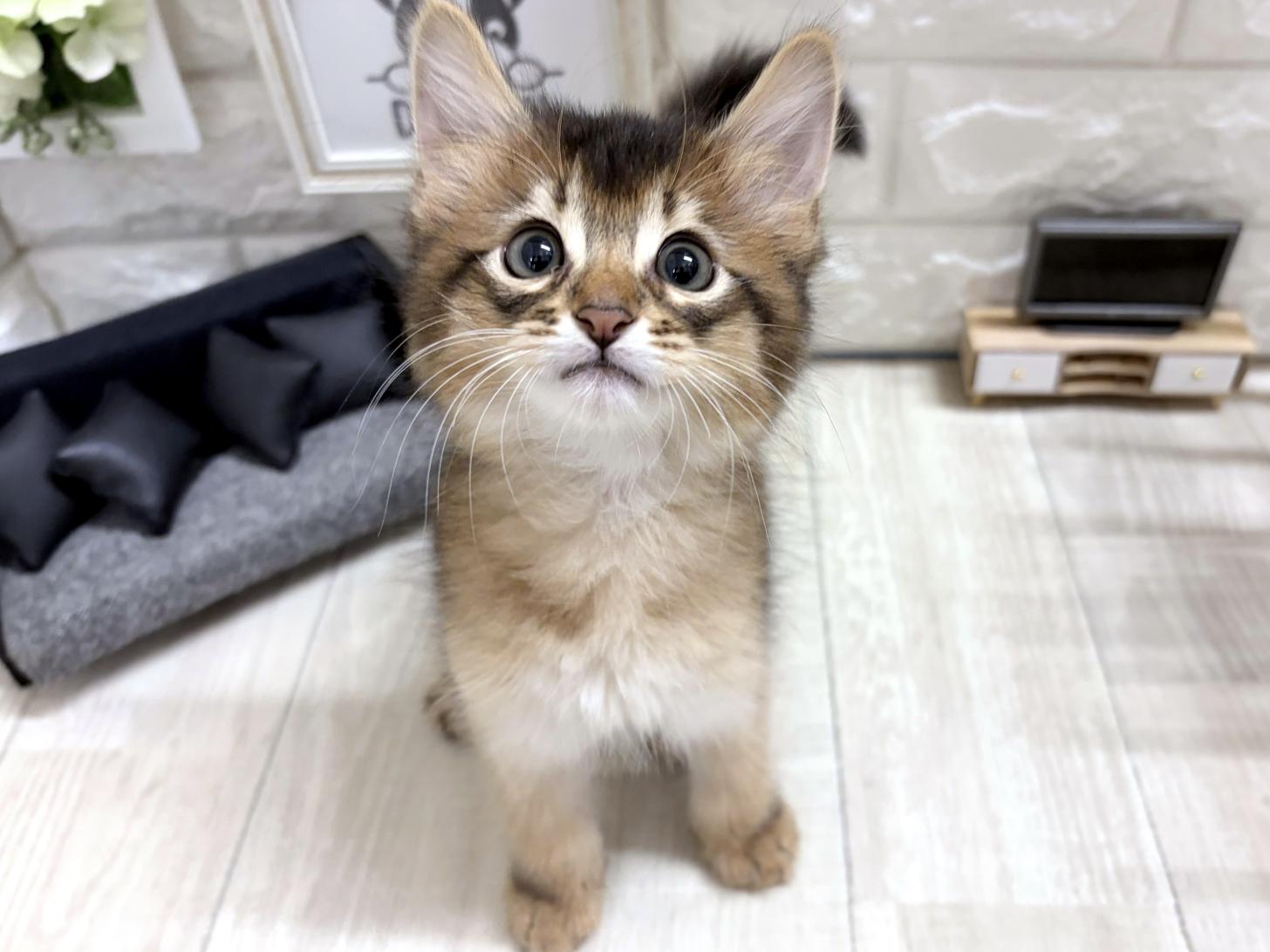 大阪府のソマリ (DOGMAN平野瓜破店/2026年6月4日生まれ/男の子/ルディ)の子猫の1枚目の画像