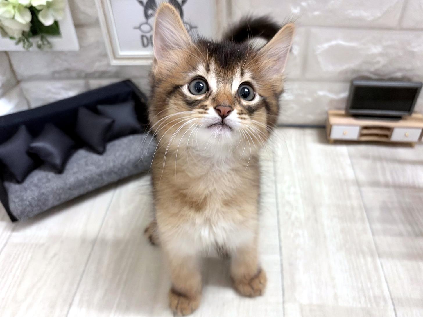 大阪府のソマリ (DOGMAN平野瓜破店/2026年6月4日生まれ/男の子/ルディ)の子猫の2枚目の画像