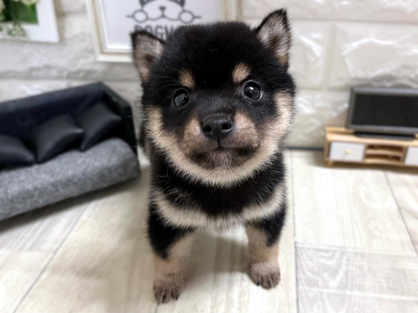 大阪府の豆柴 (DOGMAN平野瓜破店/2026年1月19日生まれ/男の子/黒)の子犬の1枚目の画像