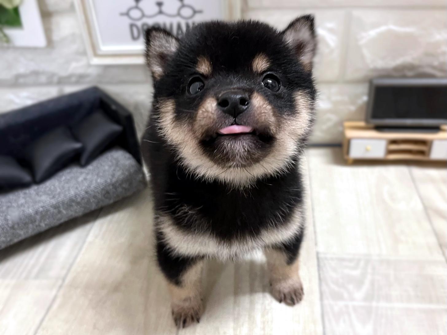 大阪府の豆柴 (DOGMAN平野瓜破店/2026年1月19日生まれ/男の子/黒)の子犬の2枚目の画像