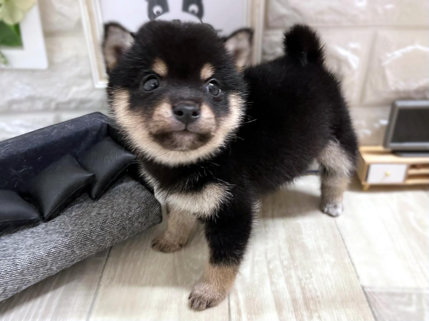 大阪府の豆柴 (DOGMAN平野瓜破店/2026年1月19日生まれ/男の子/黒)の子犬の3枚目の画像