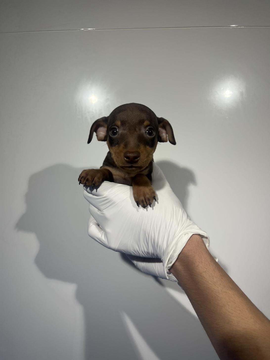 埼玉県のミニチュアピンシャー (ペッツスマイル加須インター店/2026年1月29日生まれ/男の子/チョコレートタン)の子犬の1枚目の画像