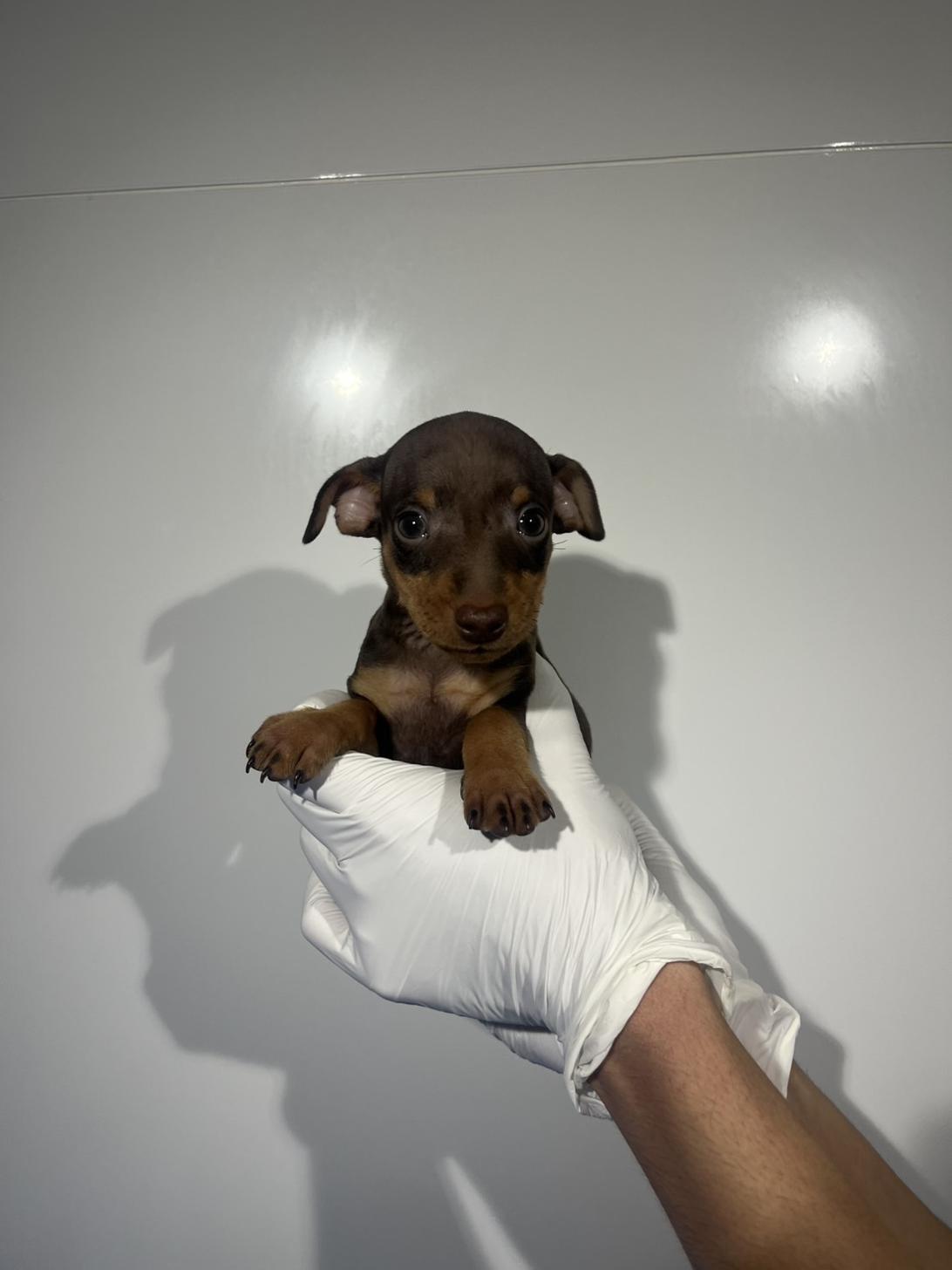 埼玉県のミニチュアピンシャー (ペッツスマイル加須インター店/2026年1月29日生まれ/男の子/チョコレートタン)の子犬の2枚目の画像