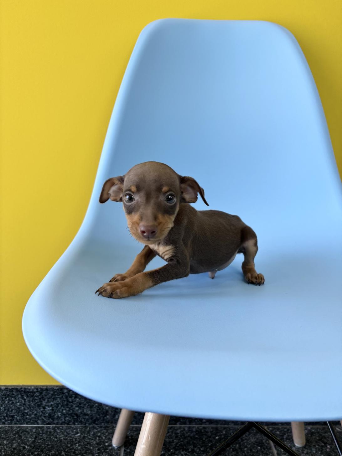 埼玉県のミニチュアピンシャー (ペッツスマイル加須インター店/2026年1月29日生まれ/男の子/チョコレートタン)の子犬の2枚目の画像