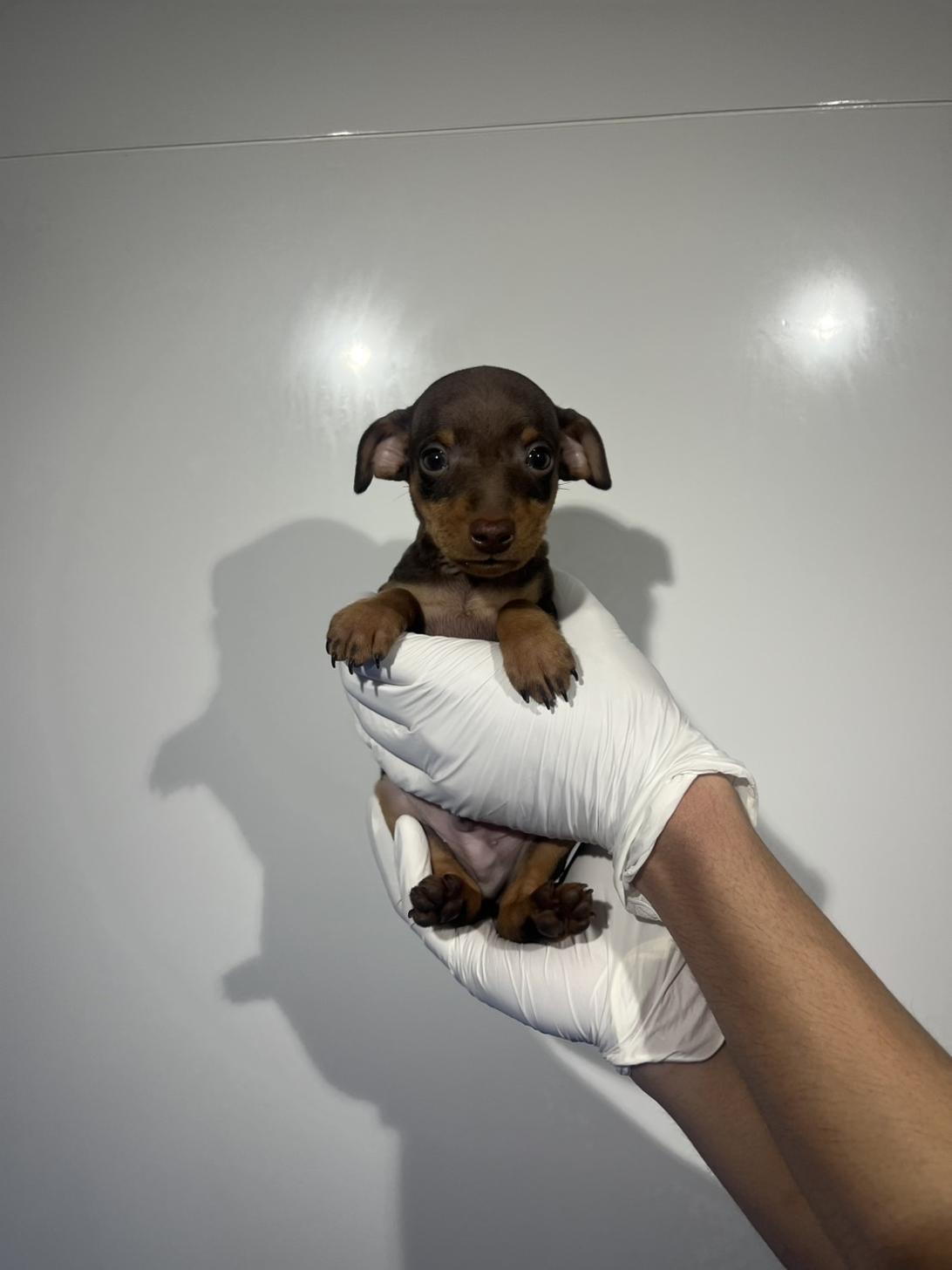 埼玉県のミニチュアピンシャー (ペッツスマイル加須インター店/2026年1月29日生まれ/男の子/チョコレートタン)の子犬の3枚目の画像