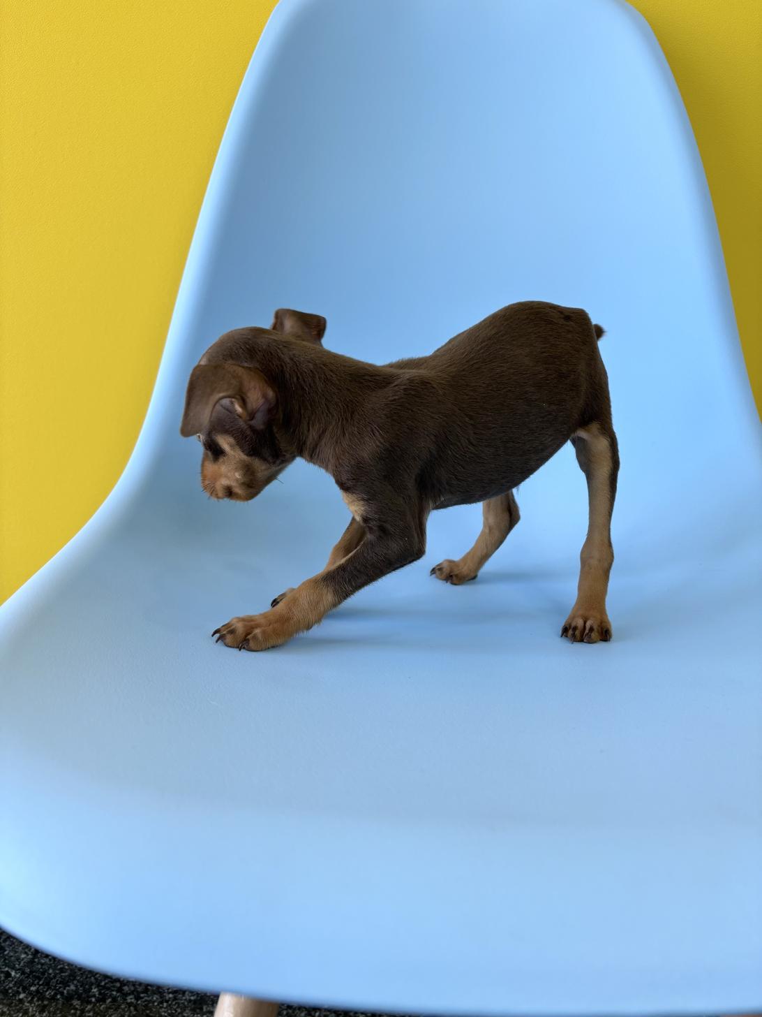 埼玉県のミニチュアピンシャー (ペッツスマイル加須インター店/2026年1月29日生まれ/男の子/チョコレートタン)の子犬の3枚目の画像