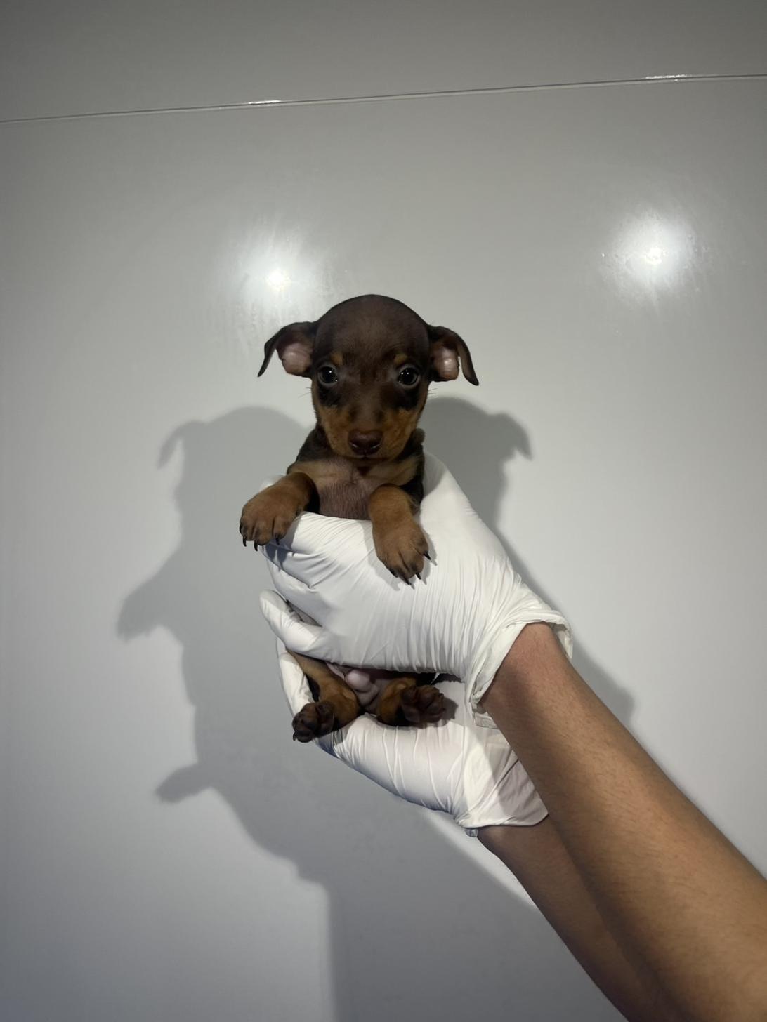 埼玉県のミニチュアピンシャー (ペッツスマイル加須インター店/2026年1月29日生まれ/男の子/チョコレートタン)の子犬の4枚目の画像