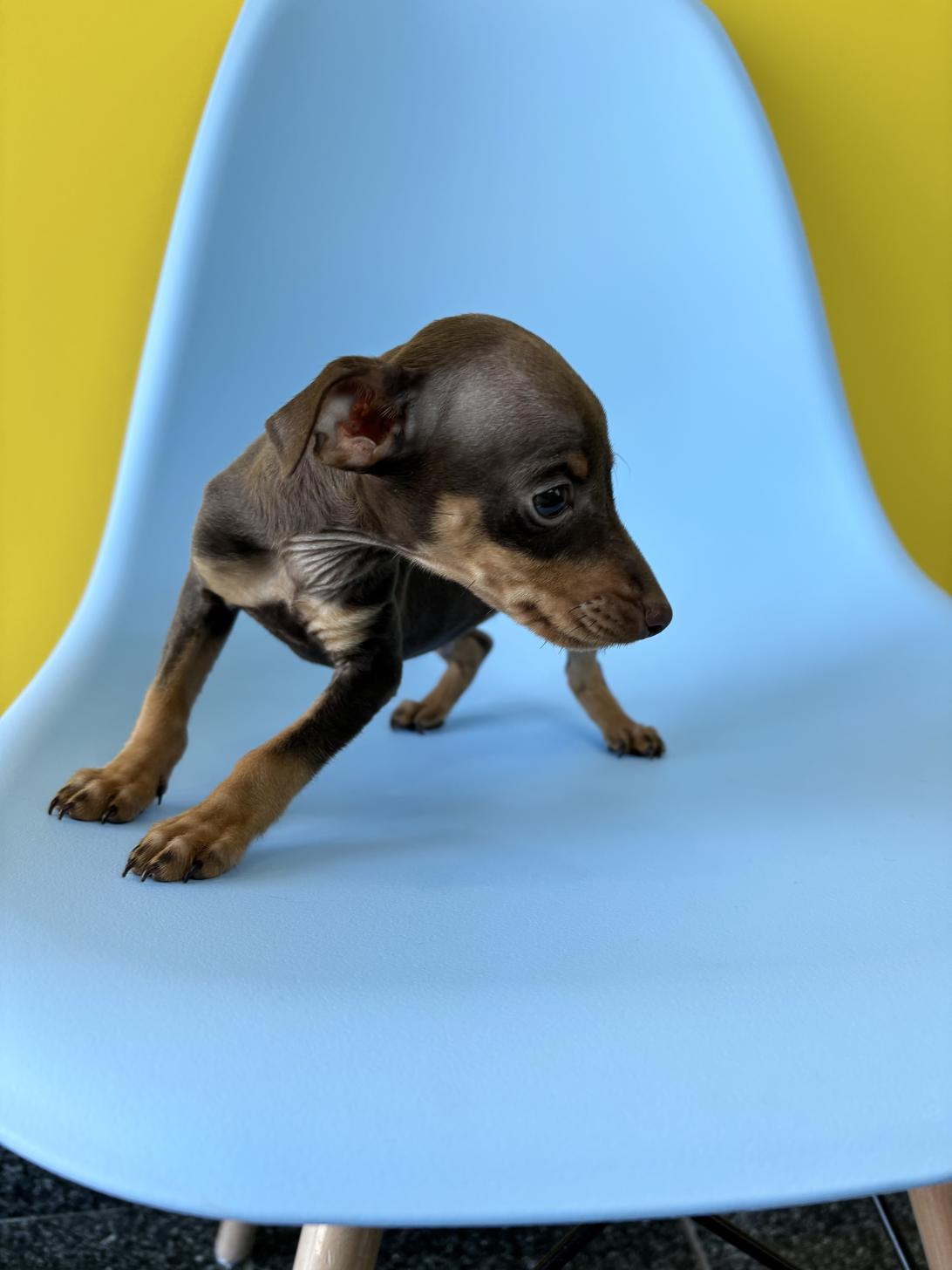 埼玉県のミニチュアピンシャー (ペッツスマイル加須インター店/2026年1月29日生まれ/男の子/チョコレートタン)の子犬の4枚目の画像