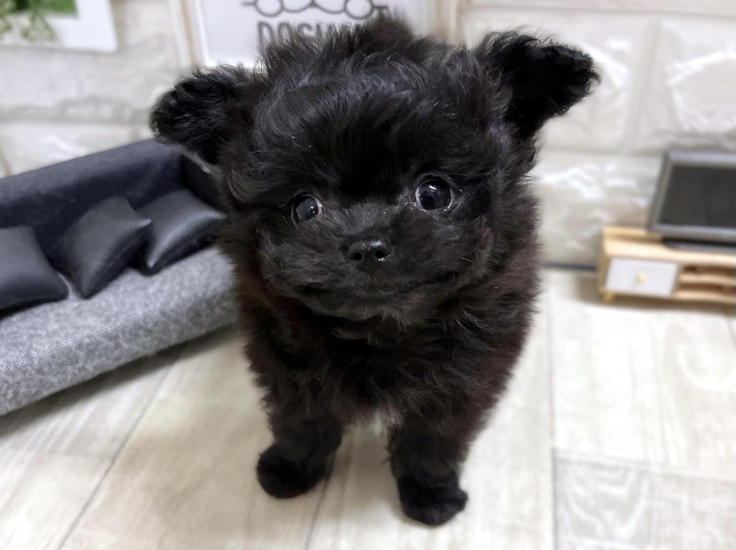 和歌山県のチワプー/プーチー(チワワ×プードル) (DOGMAN和歌山中之島店/2026年1月17日生まれ/男の子/ブラックホワイト)の子犬の1枚目の画像