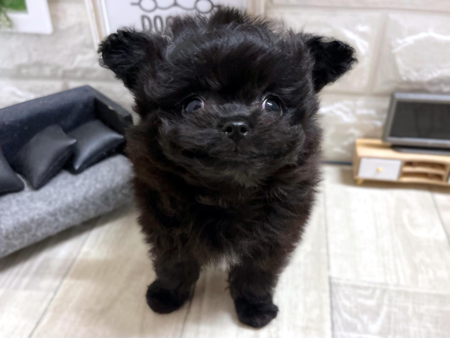 和歌山県のチワプー/プーチー(チワワ×プードル) (DOGMAN和歌山中之島店/2026年1月17日生まれ/男の子/ブラックホワイト)の子犬の2枚目の画像