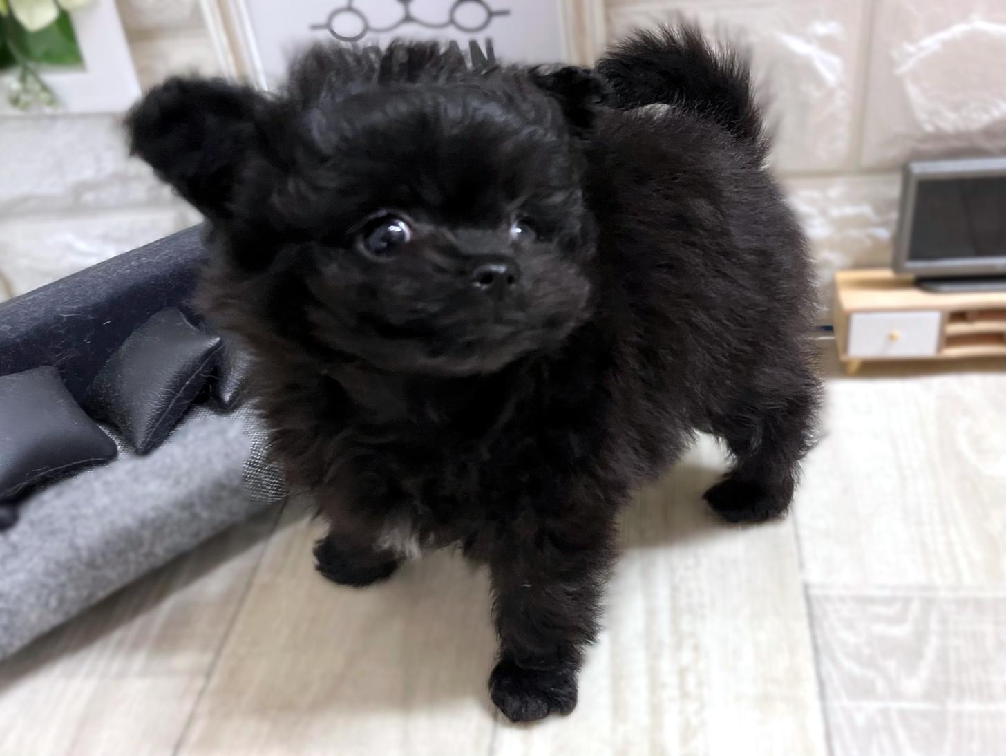 和歌山県のチワプー/プーチー(チワワ×プードル) (DOGMAN和歌山中之島店/2026年1月17日生まれ/男の子/ブラックホワイト)の子犬の3枚目の画像