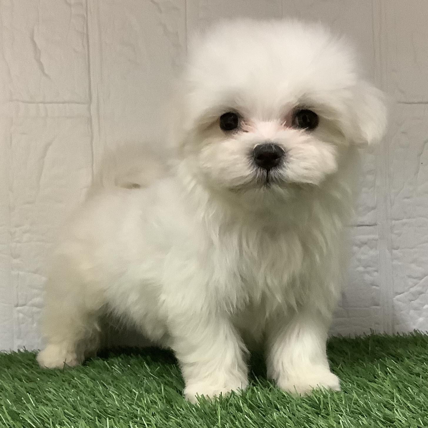 福岡県のマルチーズ (ディスワン ドッグズホーム大野城店/2025年12月22日生まれ/男の子/ホワイト)の子犬