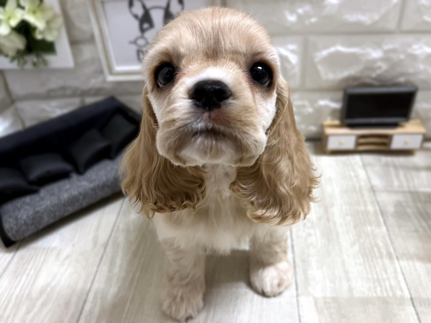 大阪府のアメリカンコッカースパニエル (DOGMAN平野瓜破店/2026年3月1日生まれ/女の子/バフ)の子犬の1枚目の画像