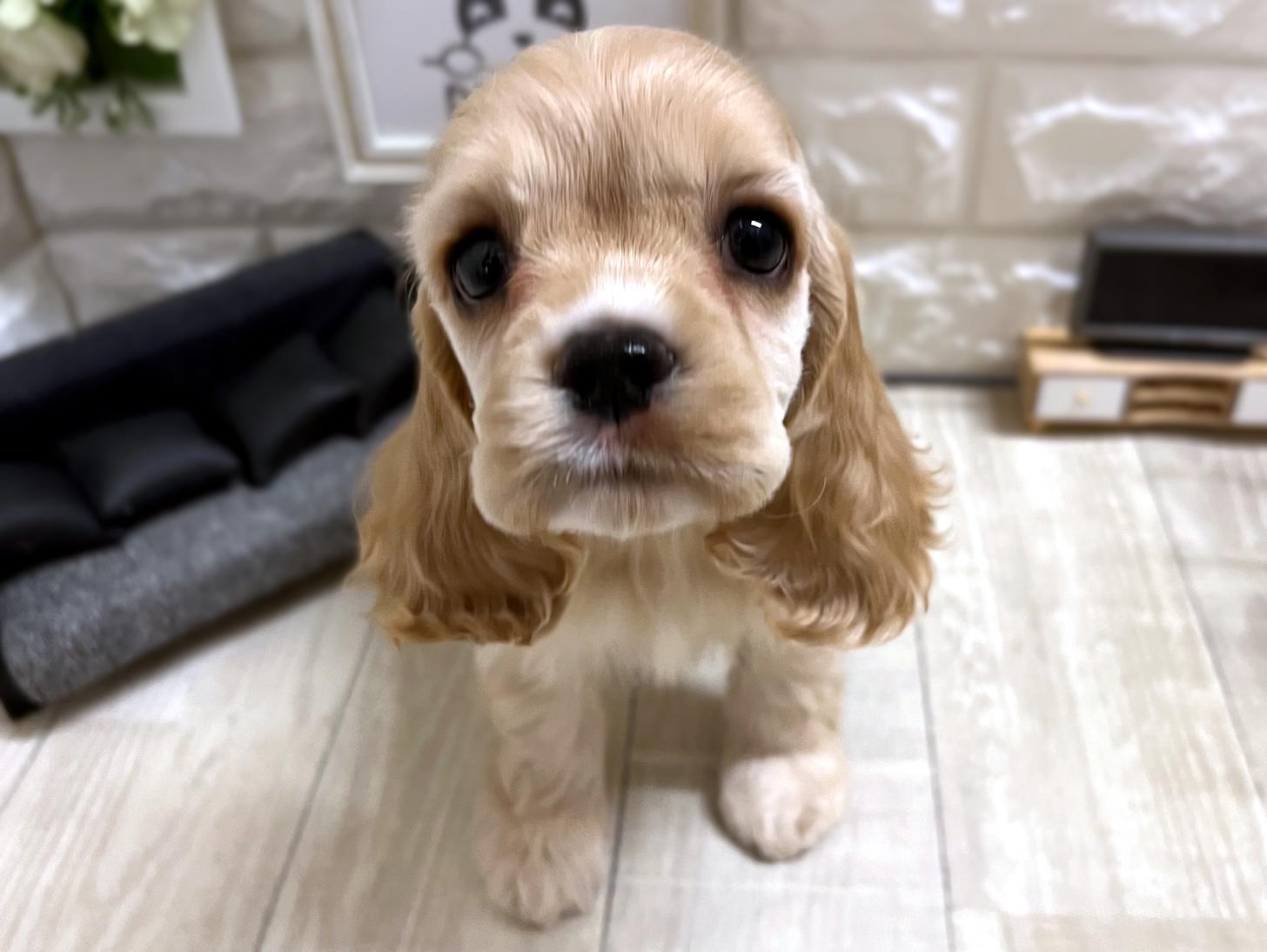 大阪府のアメリカンコッカースパニエル (DOGMAN平野瓜破店/2026年3月1日生まれ/女の子/バフ)の子犬の2枚目の画像