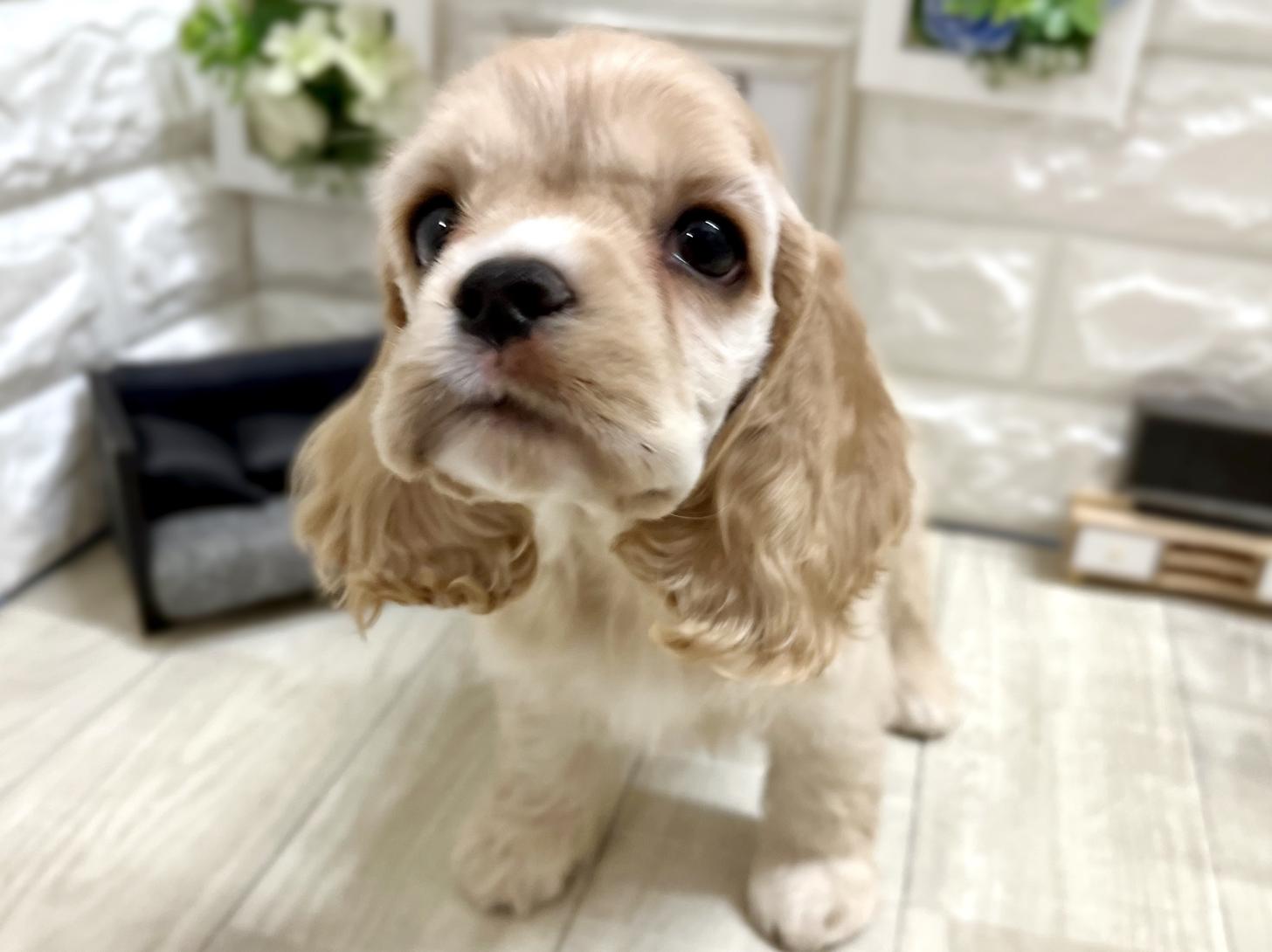 大阪府のアメリカンコッカースパニエル (DOGMAN平野瓜破店/2026年3月1日生まれ/女の子/バフ)の子犬の3枚目の画像