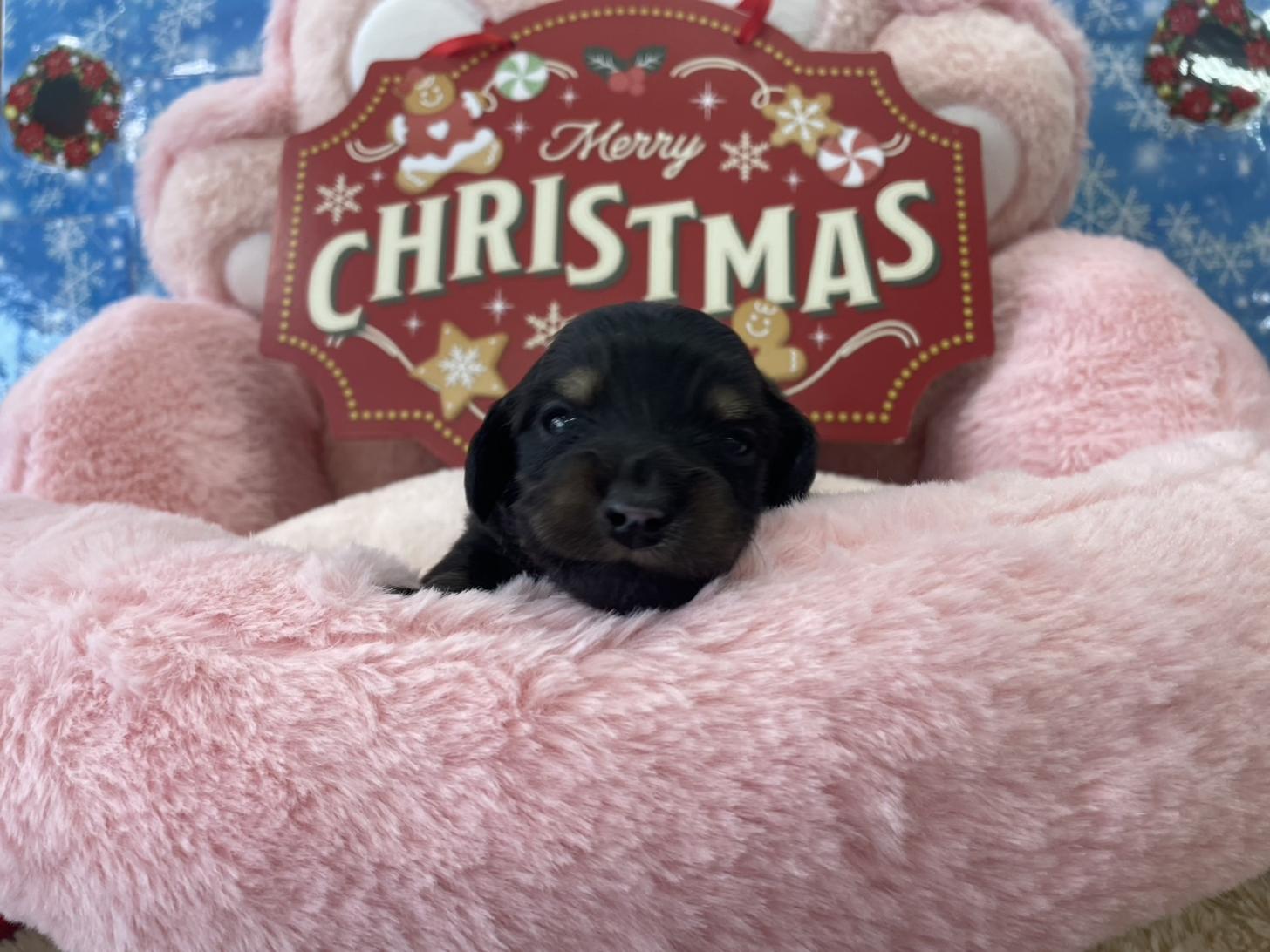 佐賀県のミニチュアダックスフンド(ロング) (スタードッグス新鳥栖店/2025年11月25日生まれ/男の子/ブラックイエロー)の子犬の1枚目の画像