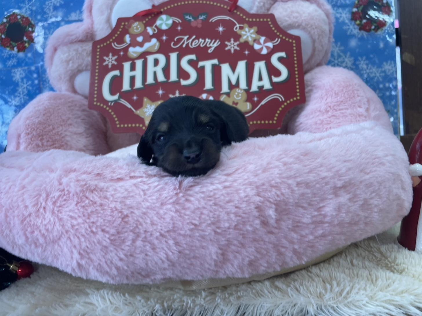 子犬の詳細情報 (佐賀県/2025年11月25日生まれ/男の子/ブラック