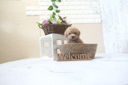 滋賀県のトイプードル(トイ) (いっぷく湖南店/2025年9月14日生まれ/男の子/オレンジフォーン)の子犬の1枚目の画像