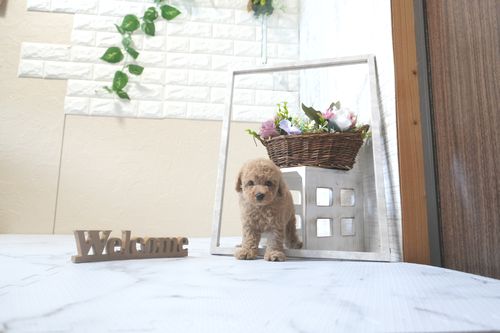 滋賀県のトイプードル(トイ) (いっぷく湖南店/2025年9月14日生まれ/男の子/オレンジフォーン)の子犬の2枚目の画像