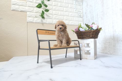 滋賀県のトイプードル(トイ) (いっぷく湖南店/2025年9月14日生まれ/男の子/オレンジフォーン)の子犬の3枚目の画像