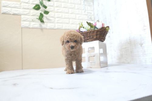 滋賀県のトイプードル(トイ) (いっぷく湖南店/2025年9月14日生まれ/男の子/オレンジフォーン)の子犬の4枚目の画像