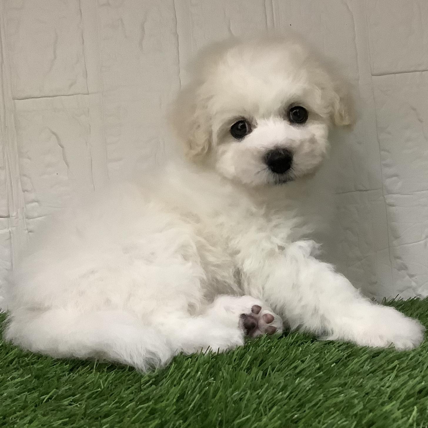 福岡県のビションフリーゼ (ドッグズホーム旗崎店/2025年9月29日生まれ/男の子/ホワイト)の子犬