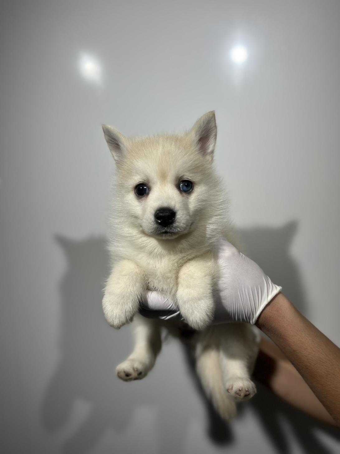 埼玉県のポンスキー(ポメラニアン×シベリアンハスキー) (ペッツスマイル加須インター店/2025年9月18日生まれ/女の子/レッドホワイト)の子犬