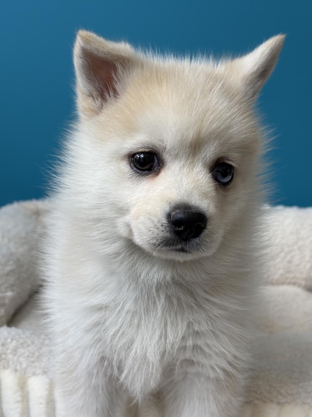 埼玉県のポンスキー(ポメラニアン×シベリアンハスキー) (ペッツスマイル加須インター店/2025年9月18日生まれ/女の子/レッドホワイト)の子犬の1枚目の画像