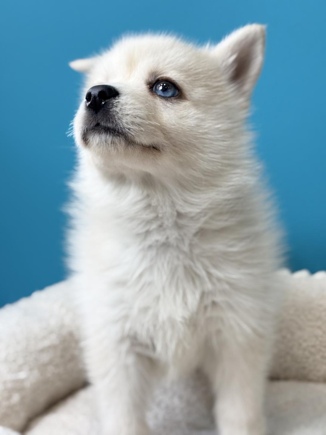 埼玉県のポンスキー(ポメラニアン×シベリアンハスキー) (ペッツスマイル加須インター店/2025年9月18日生まれ/女の子/レッドホワイト)の子犬の2枚目の画像