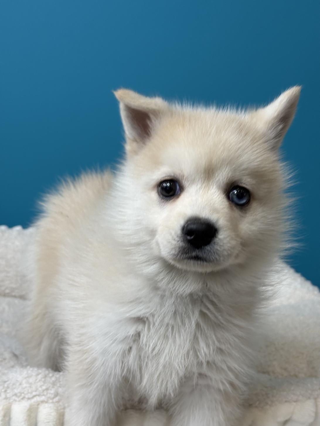 埼玉県のポンスキー(ポメラニアン×シベリアンハスキー) (ペッツスマイル加須インター店/2025年9月18日生まれ/女の子/レッドホワイト)の子犬の3枚目の画像