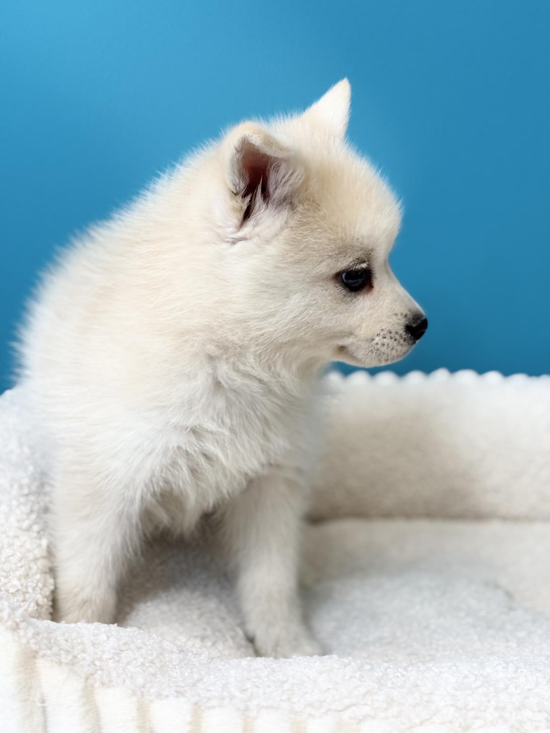 埼玉県のポンスキー(ポメラニアン×シベリアンハスキー) (ペッツスマイル加須インター店/2025年9月18日生まれ/女の子/レッドホワイト)の子犬の4枚目の画像