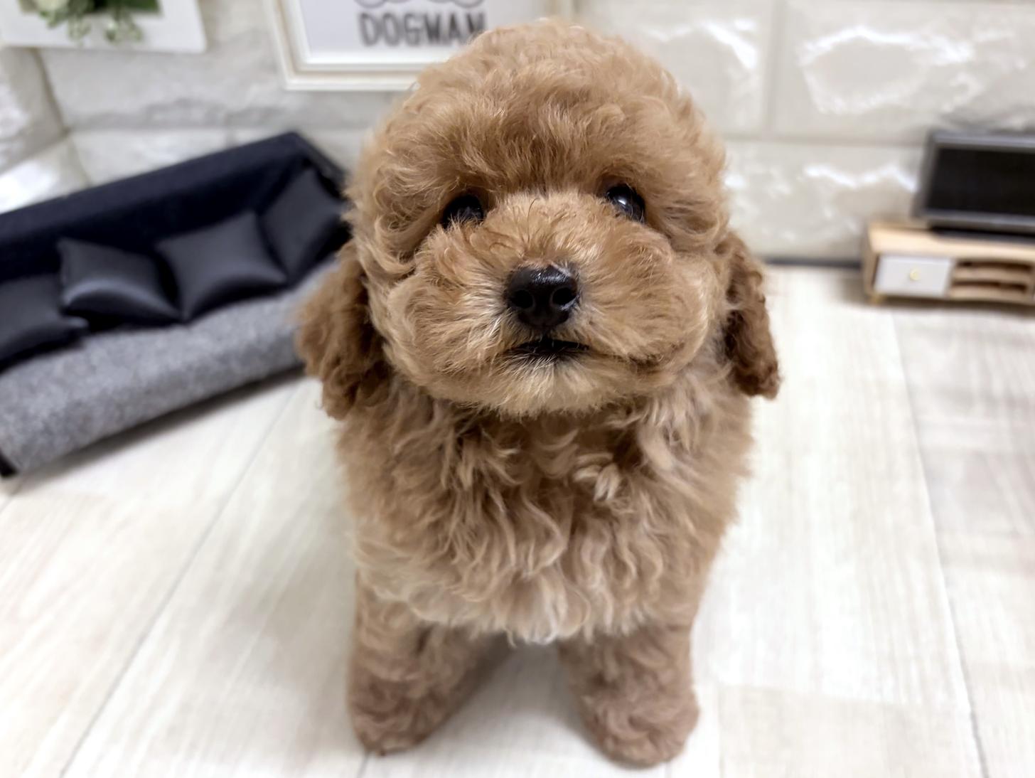 和歌山県のトイプードル(トイ) (DOGMAN和歌山店/2026年6月6日生まれ/男の子/オレンジフォーン)の子犬の1枚目の画像