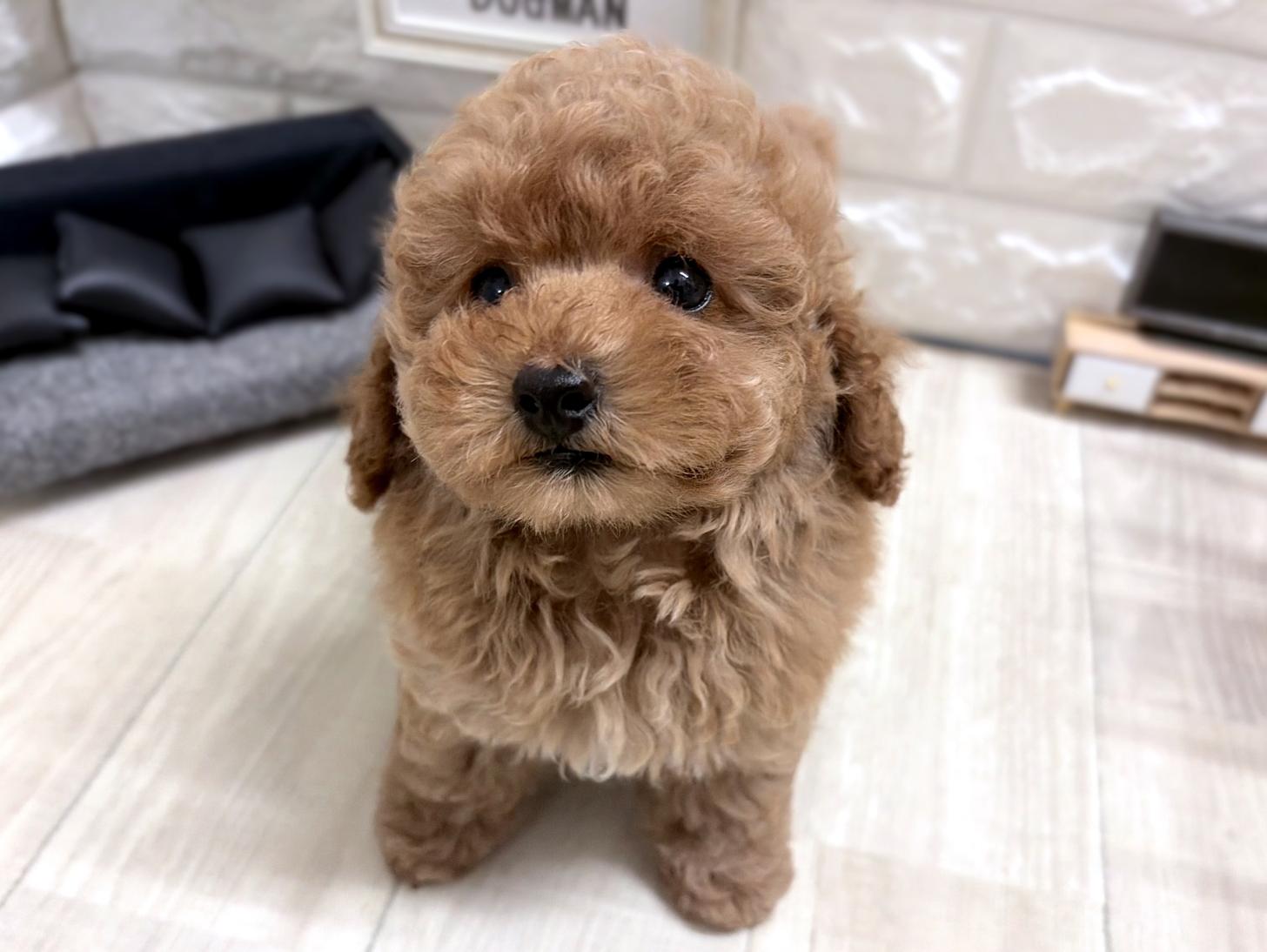 和歌山県のトイプードル(トイ) (DOGMAN和歌山店/2026年6月6日生まれ/男の子/オレンジフォーン)の子犬の2枚目の画像
