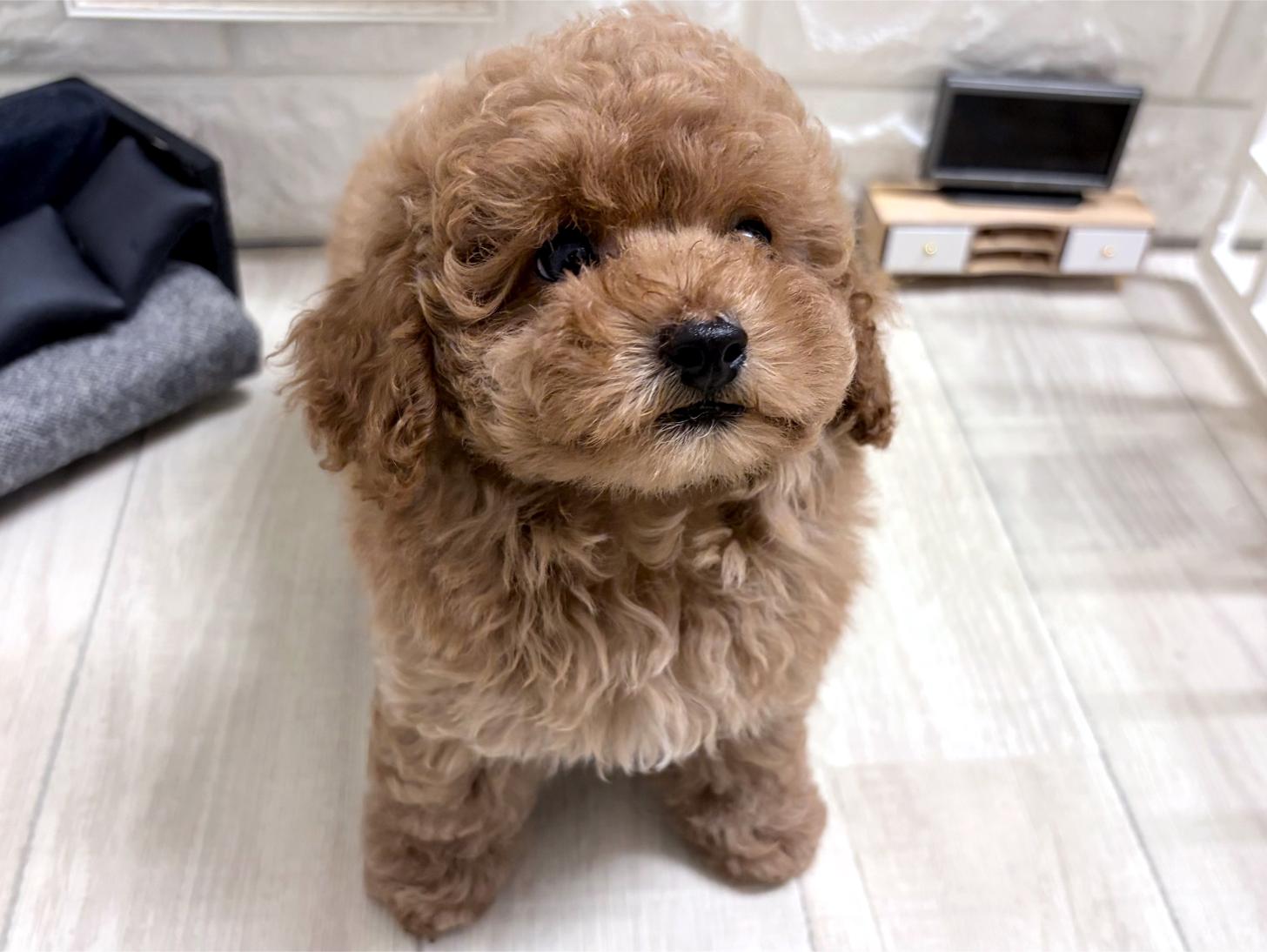 和歌山県のトイプードル(トイ) (DOGMAN和歌山店/2026年6月6日生まれ/男の子/オレンジフォーン)の子犬の3枚目の画像