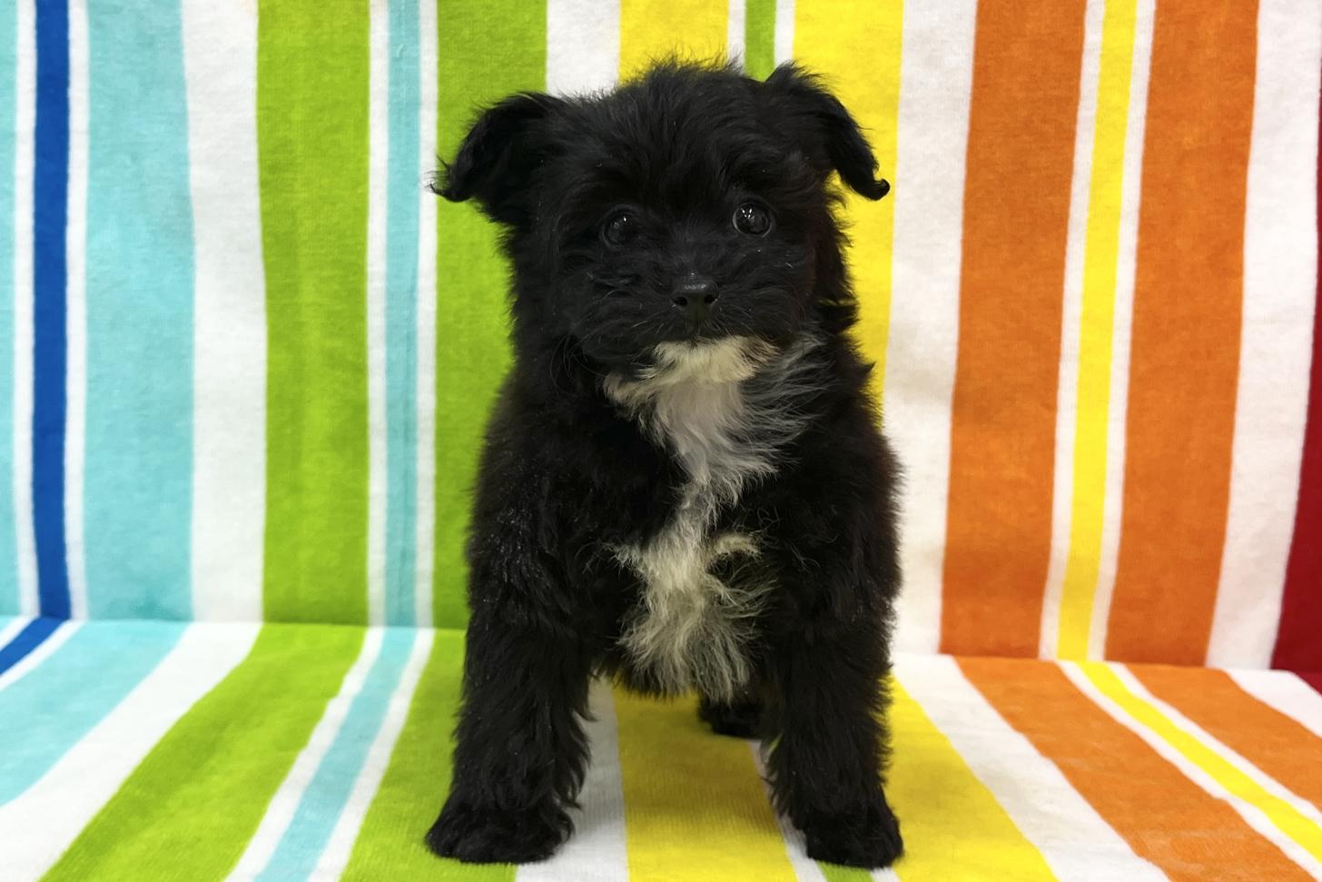 愛知県のパピプー(パピヨン×プードル) (ハピースペット一宮三条アミーゴ店/2025年11月26日生まれ/女の子/その他色)の子犬の1枚目の画像