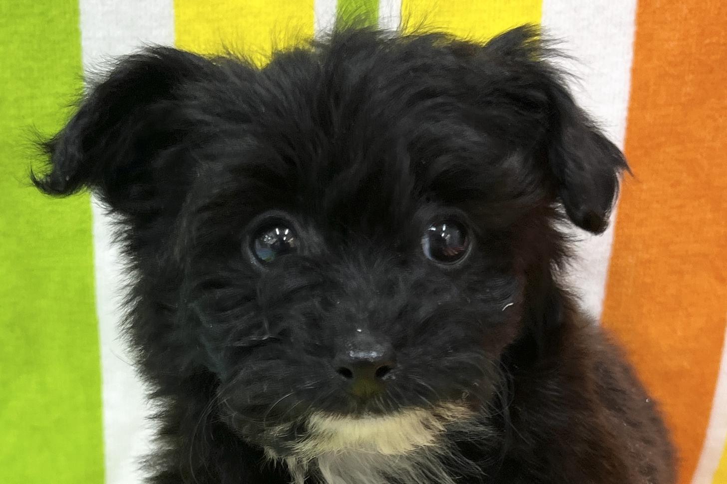 愛知県のパピプー(パピヨン×プードル) (ハピースペット一宮三条アミーゴ店/2025年11月26日生まれ/女の子/その他色)の子犬の2枚目の画像