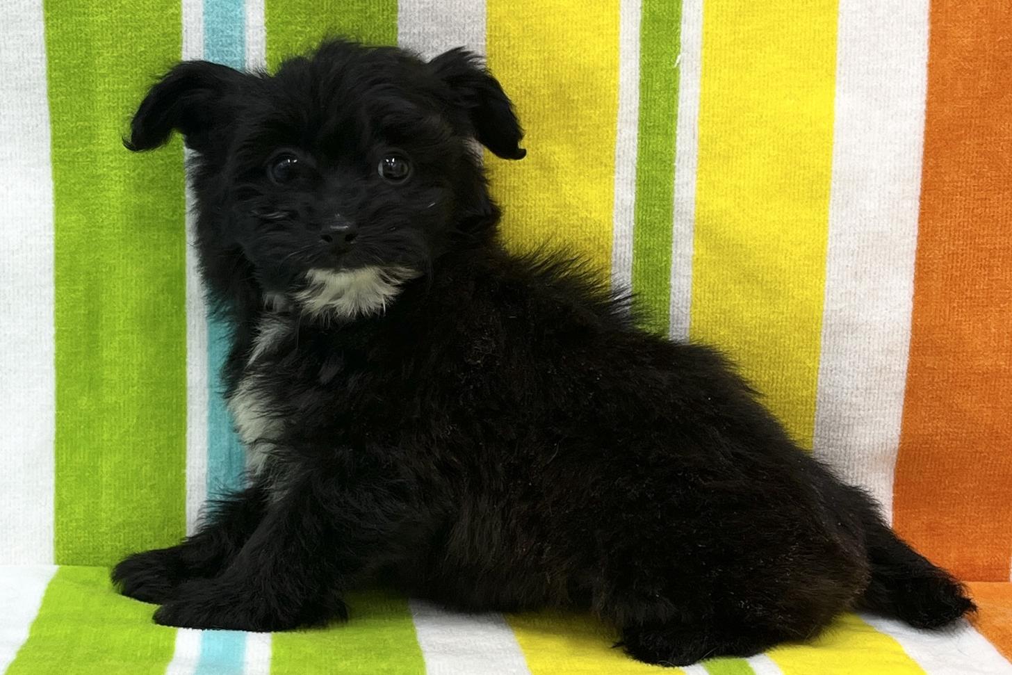 愛知県のパピプー(パピヨン×プードル) (ハピースペット一宮三条アミーゴ店/2025年11月26日生まれ/女の子/その他色)の子犬の3枚目の画像